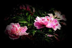 江滨游拍——牡丹花（2）