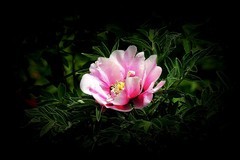 江滨游拍——牡丹花（2）