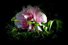江滨游拍——牡丹花（2）