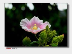云萝的最后篇-芙蓉花。