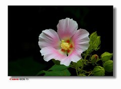 云萝的最后篇-芙蓉花。