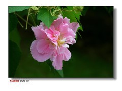 云萝的最后篇-芙蓉花。