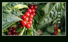 串串红玛瑙般的金银木果