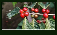 串串红玛瑙般的金银木果