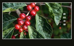 串串红玛瑙般的金银木果