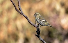 小黄雀（二十五）