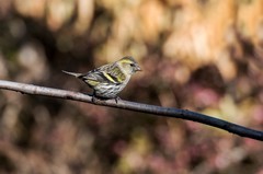小黄雀（二十五）