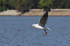 松花江江鸥            4