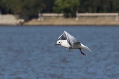 松花江江鸥            4