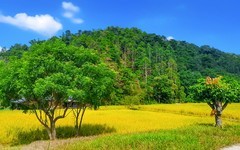 金坑村的稻田 （下）