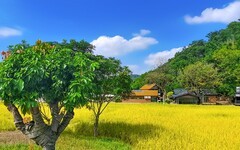 金坑村的稻田 （下）