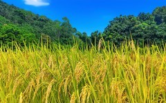 金坑村的稻田 （下）