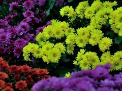 【视觉光影】趵 突 菊 韵 （4）