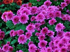 【视觉光影】趵 突 菊 韵 （4）