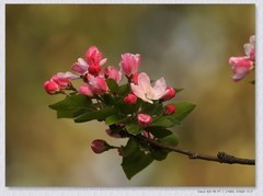 海棠花【丙午年-043】