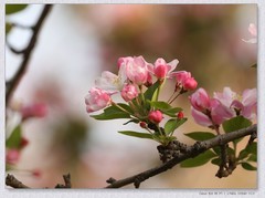 海棠花【丙午年-043】