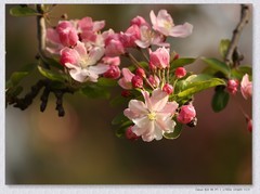 海棠花【丙午年-043】