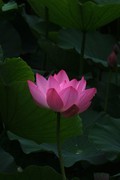 荷花 2026 — 4