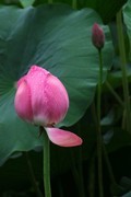 荷花 2026 — 4