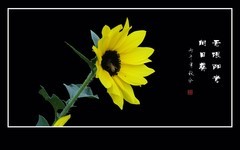 灿烂阳光般的无限阳光向日葵