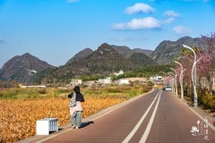 冬日暖阳下的荷花赛道与十里荷塘。