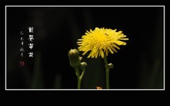 苦菜虽苦蕊生蜜，野花不野聚蜂蝶