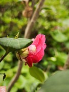 2025.4.4春天的花（12）