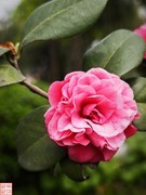 2025.4.4春天的花（12）