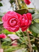 2025.4.4春天的花（12）