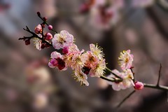 2026012 明城墙公园  梅 花