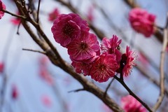 2026012 明城墙公园  梅 花