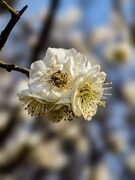 2026012 明城墙公园  梅 花