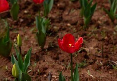 植物园拍郁金香 14