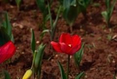 植物园拍郁金香 14