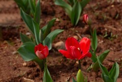 植物园拍郁金香 14