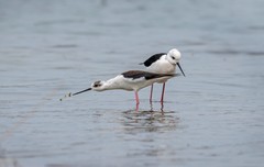 鸟中仙子——黑翅长脚鹬（四）