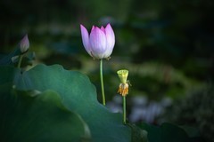 墨池荷语