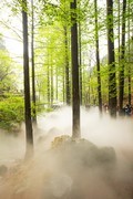 国家植物园水杉林雾化喷泉之二