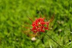 石蒜花 (2)