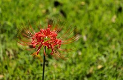 石蒜花 (2)