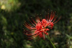 石蒜花 (2)