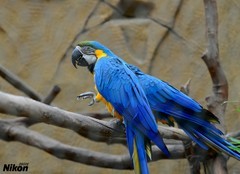 长焦拍蓝鹦鹉。