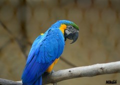 长焦拍蓝鹦鹉。