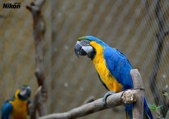 长焦拍蓝鹦鹉。