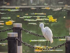 鹭鸟