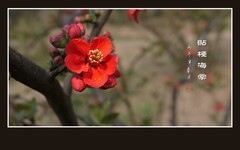 红彤彤的贴梗海棠花