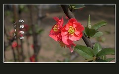 红彤彤的贴梗海棠花