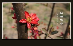 红彤彤的贴梗海棠花