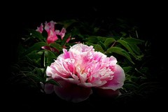 江滨游拍——牡丹花（3）