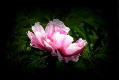 江滨游拍——牡丹花（3）
